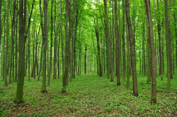 stock image Trees in spring