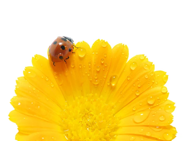 Lieveheersbeestje — Stockfoto