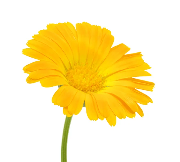 Orange flower — Stock Photo, Image