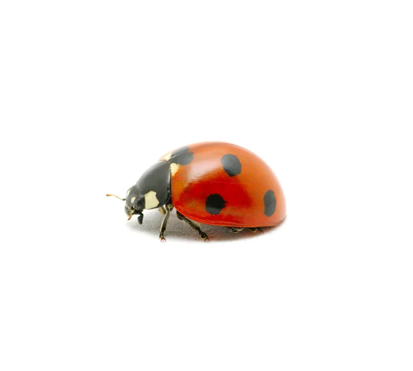 红瓢虫 — 图库照片
