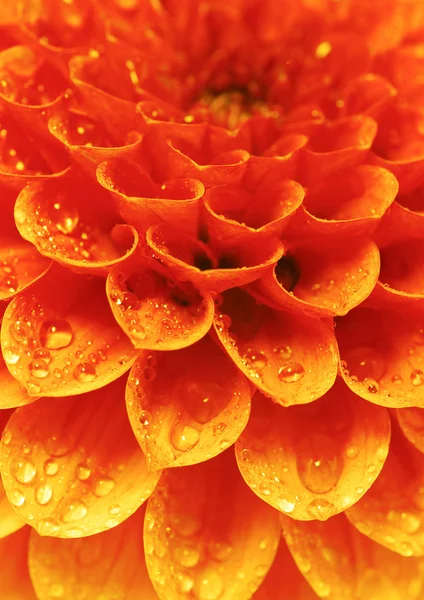 抽象花瓣 — 图库照片