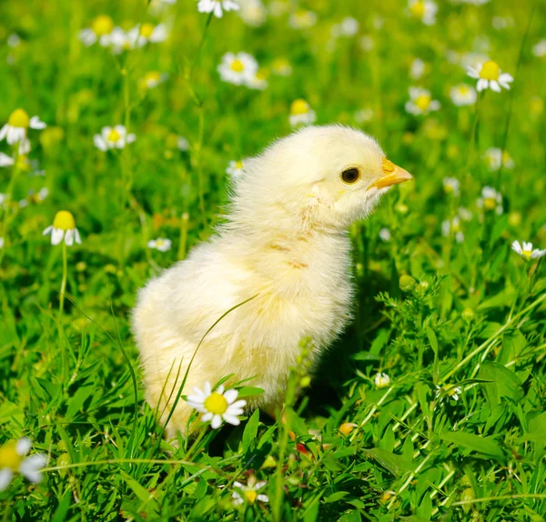 Chicken on a grass — Stock Photo, Image