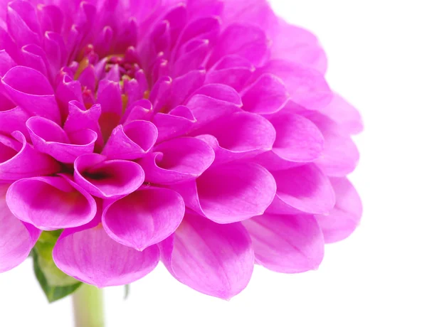 Růžový květ — Stock fotografie