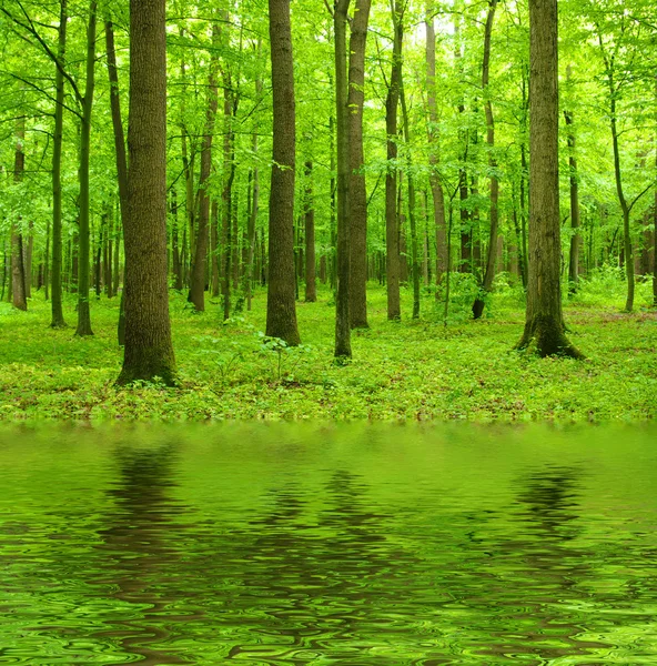 stock image Trees in spring