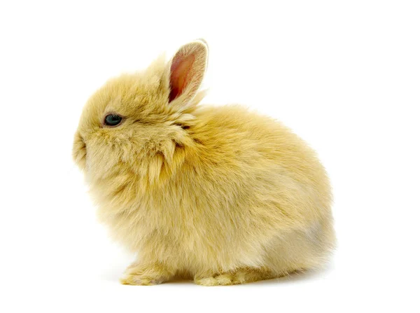 Kleines braunes Kaninchen — Stockfoto