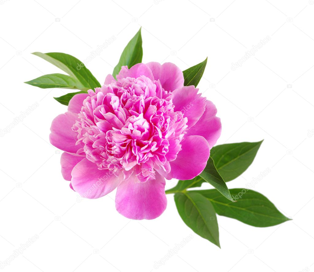 单朵粉色牡丹花图片图片