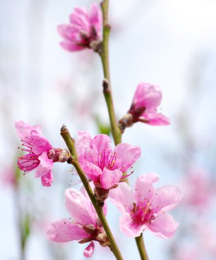 pembe çiçekleri