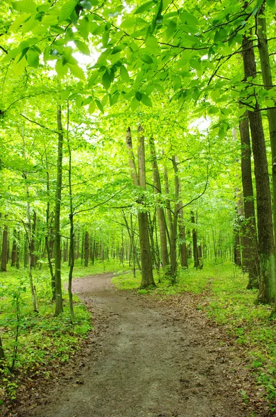 stock image Spring forest