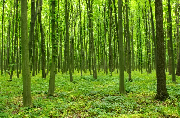 Bos in het voorjaar van — Stockfoto