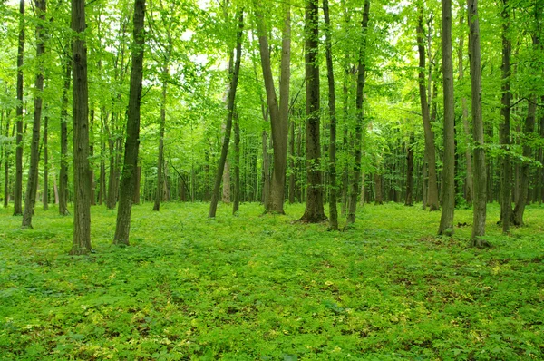 Bosque en primavera —  Fotos de Stock