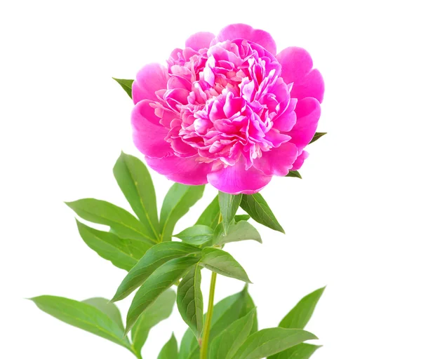 Różowy kwiat piwonii — Zdjęcie stockowe