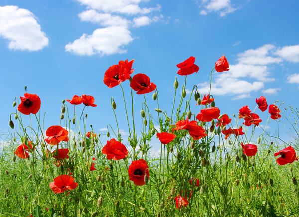 Red poppies