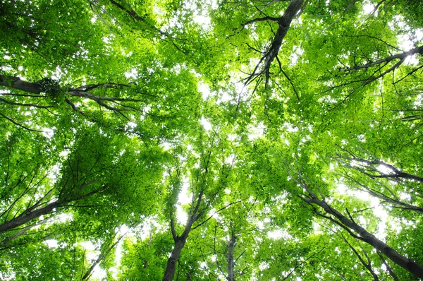 Bäume im Frühling — Stockfoto