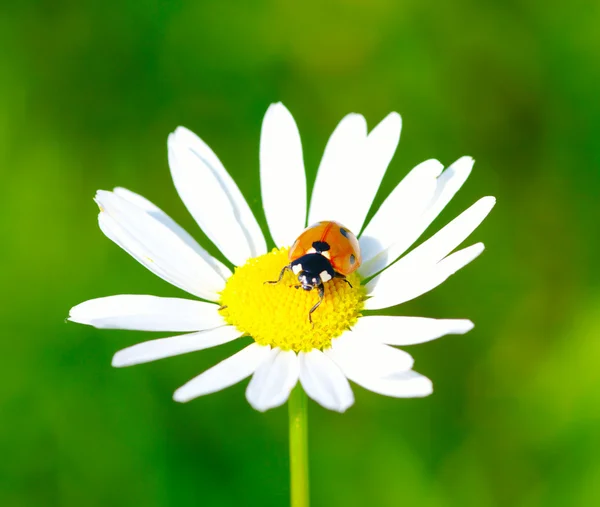 stock image Ladybug