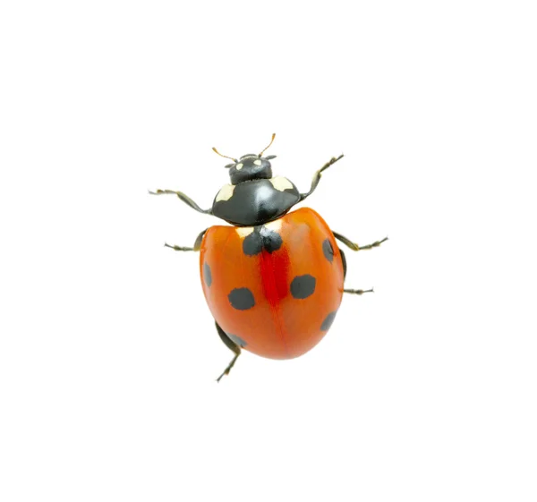 Kırmızı uğur böceği — Stok fotoğraf
