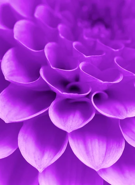 Abstraktní květina — Stock fotografie