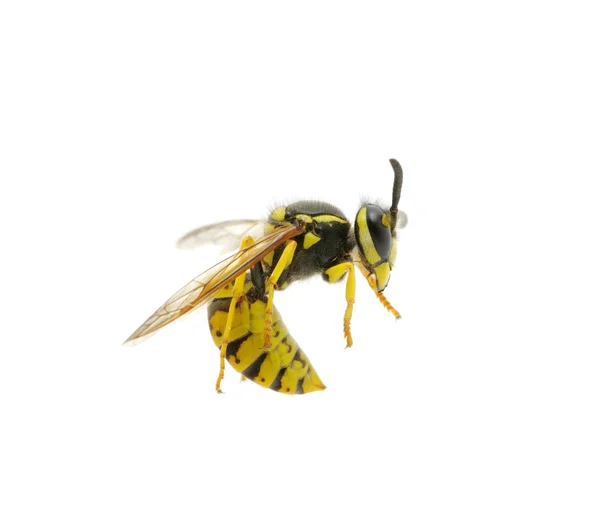 stock image Wasp on white