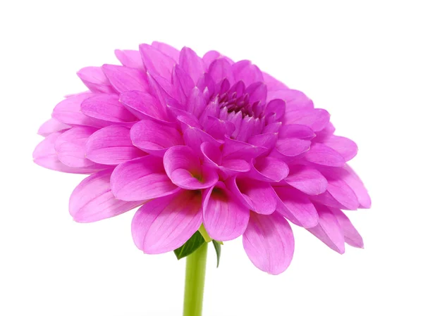 Pink flower — Stock Photo, Image