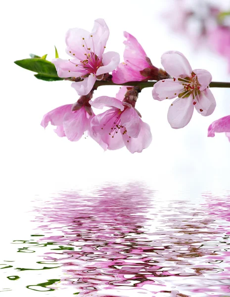 stock image Pink blossoms