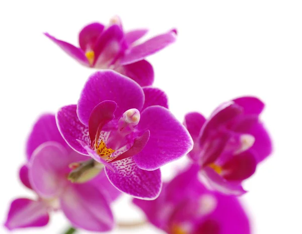 stock image Orchid