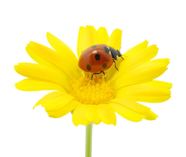 Ladybug Royalty Free Stock Images
