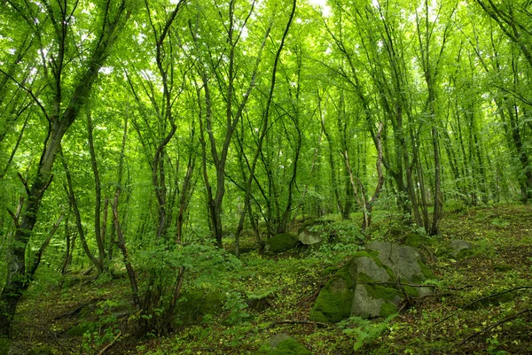 Forêt — Photo