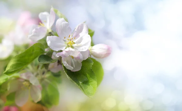 Fleurs de pomme — Photo
