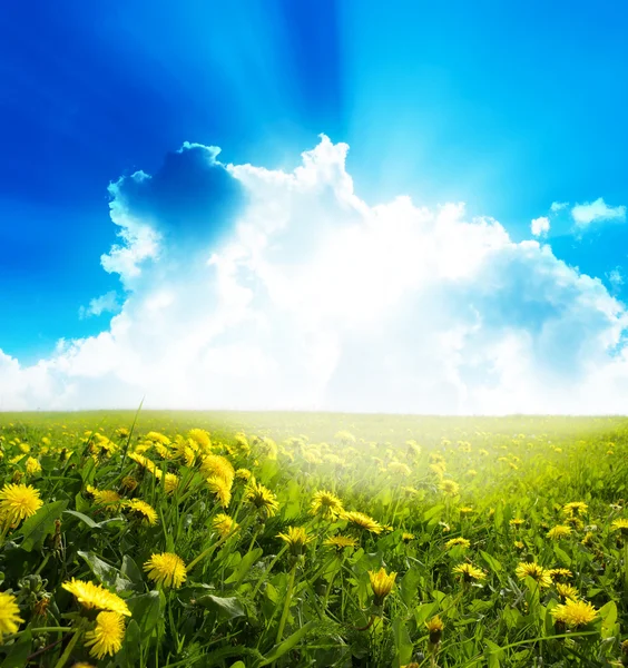 Yellow meadow — Stock Photo, Image