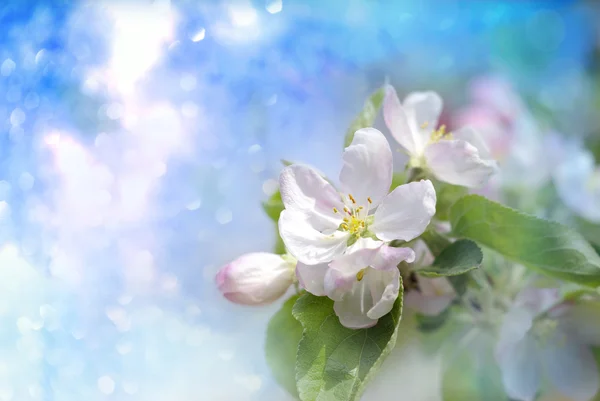 사과 꽃 — 스톡 사진