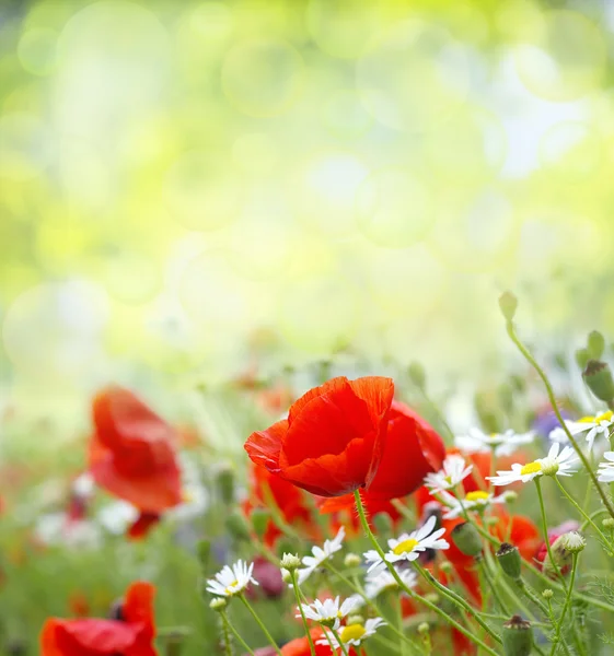 Amapolas rojas —  Fotos de Stock