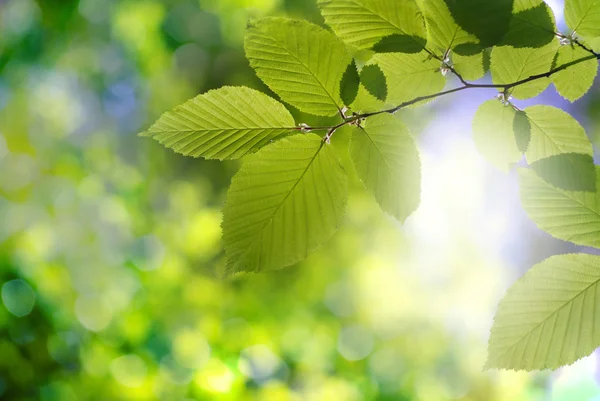 Foglie primavera — Foto Stock