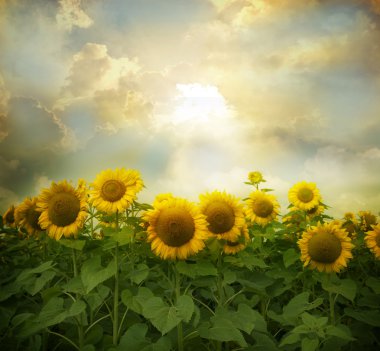 Sunflowers clipart