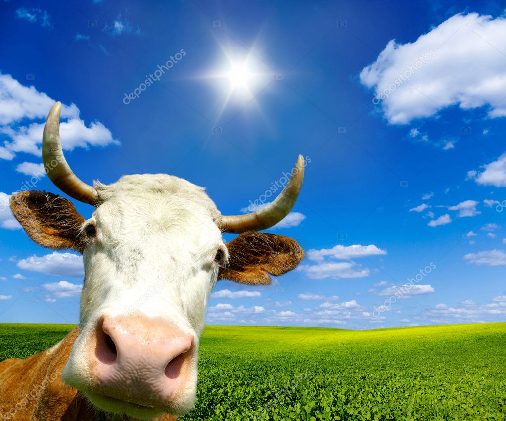 коровы на поляне скачать