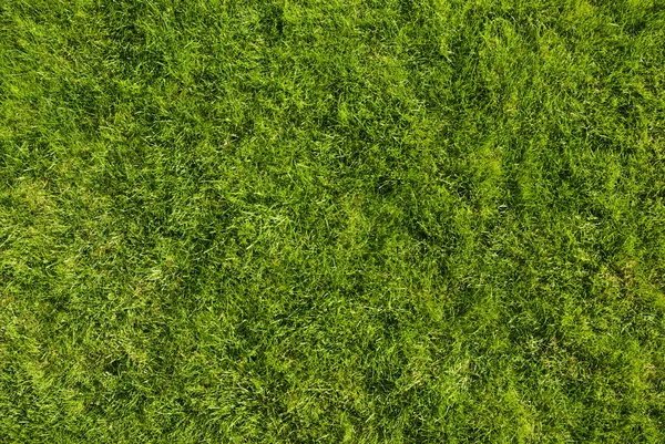 Green texture Royalty Free Stock Images