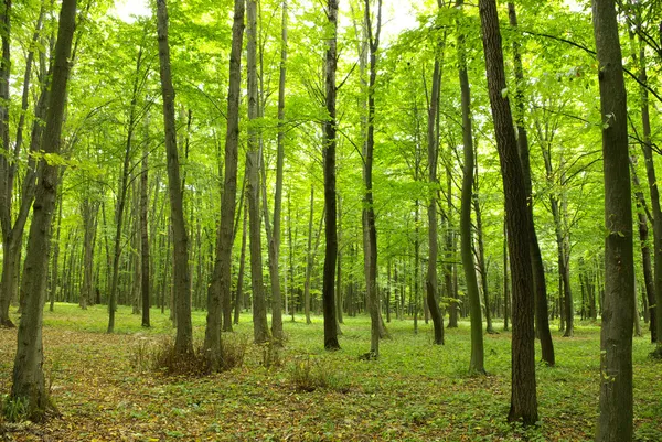 Skog — Stockfoto