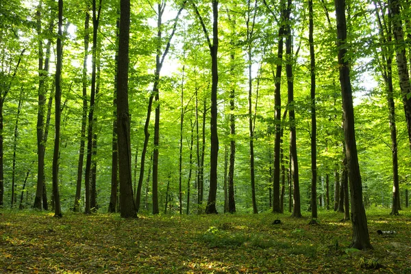 stock image Forest