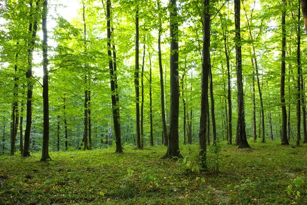 stock image Forest