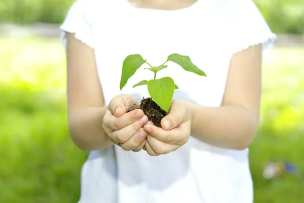 Mão e planta — Fotografia de Stock