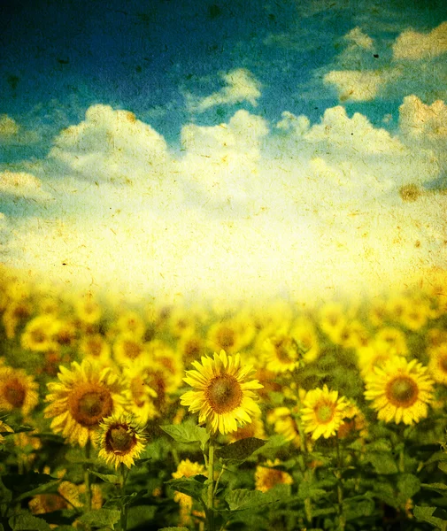 Zonnebloemen op een grunge achtergrond — Stockfoto