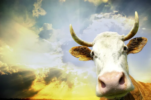 Koe op sky — Stockfoto