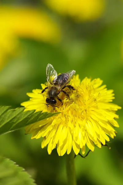 Bi på blomma — Stockfoto