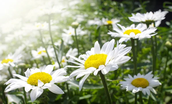 Kwiaty daisy — Zdjęcie stockowe