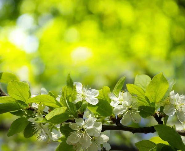 Bloemen van apple — Stockfoto