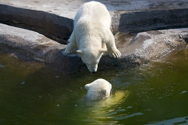 Två polar white bear — Stockfoto