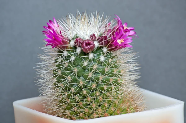 Fiori di cactus — Foto Stock