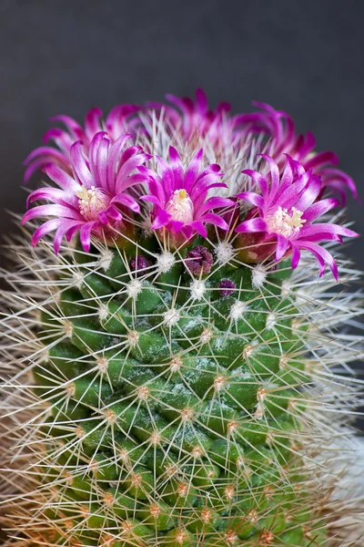 Fiori di cactus — Foto Stock