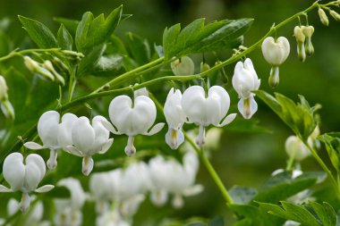 Dicentra clipart
