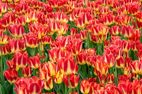 Tulipány Stock Obrázky
