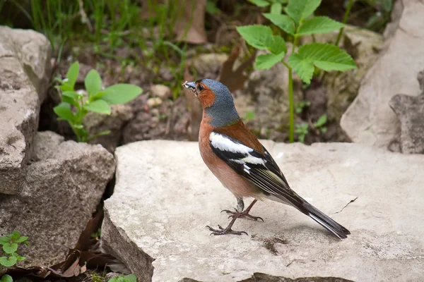 Chaffinch — Stock Photo, Image