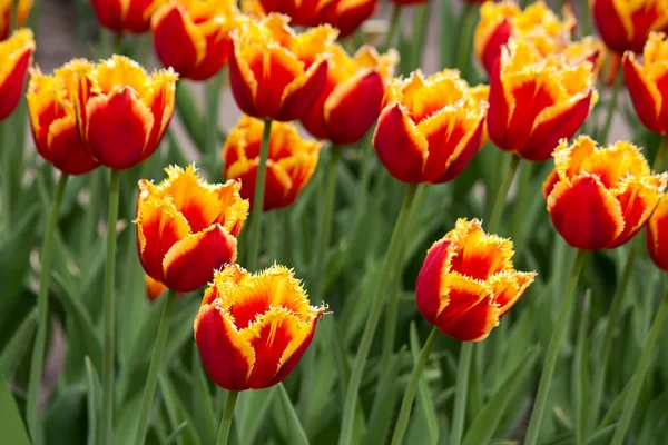 Tulpen — Stockfoto